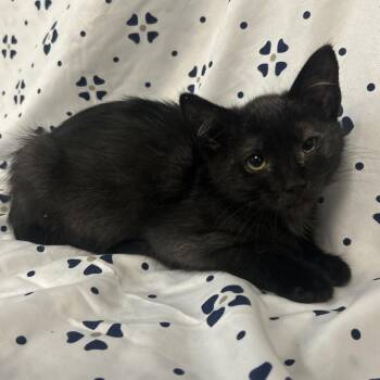 Black4 / Spunky -  Domestic Short Hair Cat for Adoption in Coos Bay, Oregon - Black4 / Spunky | PetCurious