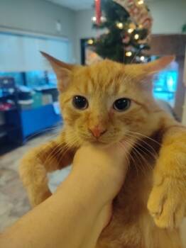 Rescue Domestic Short Hair Cats for Adoption in Seneca, South Carolina - Sheeran $50 | PetCurious