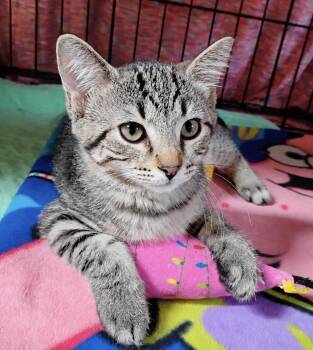 Splash -  Domestic Short Hair and Tabby Cat for Adoption in Saginaw, Michigan - Splash | PetCurious