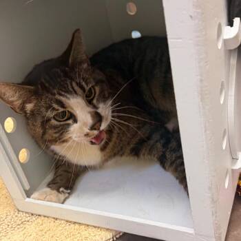 Domestic Short Hair Cats Available for Adoption in Flagstaff, Arizona - Lettuce | PetCurious