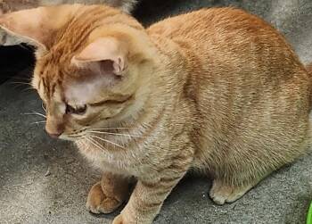 Niko -  Domestic Short Hair Cat for Adoption in San Antonio, Texas - Niko | PetCurious