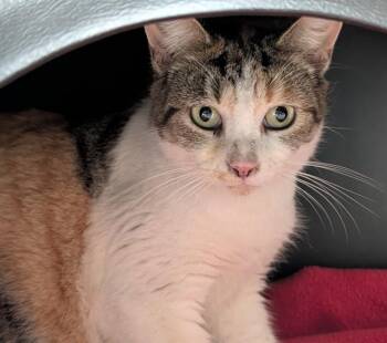 Domestic Short Hair Cats Available for Adoption in Ontario, California - MOM CAT | PetCurious