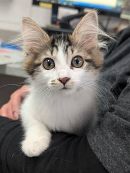 SYLVIE -  Domestic Medium Hair Cat for Adoption in Canfield, Ohio - SYLVIE | PetCurious