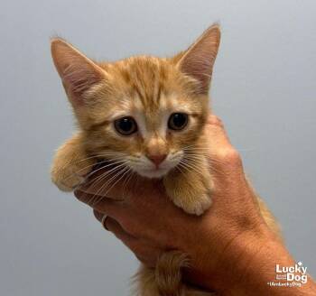 Happy -  Domestic Short Hair Cat for Adoption in Washington, District Of Columbia - Happy | PetCurious