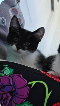 Tuxedo Cats Available for Adoption in Palmdale, California - RIDDLER”ETTE”  | PetCurious