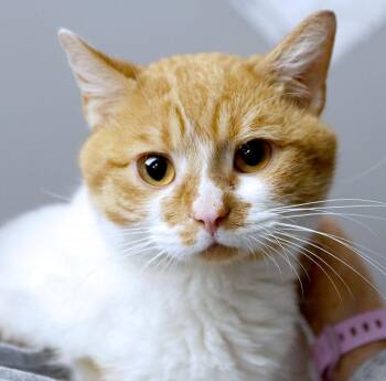 Captin (AO37862) -  Domestic Short Hair Cat for Adoption in Kansas City, Kansas - Captin (AO37862) | PetCurious