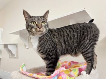 Rescue Domestic Short Hair Cats for Adoption in Boise, Idaho - Lynx | PetCurious
