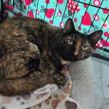 Domestic Short Hair Cats Available for Adoption - Alice | PetCurious