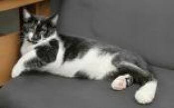 7120 (Jesse) -  Domestic Short Hair Cat for Adoption in Lake City, Michigan - 7120 (Jesse) | PetCurious