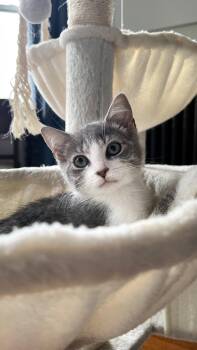 Tabby and Domestic Short Hair Cats Available for Adoption in Cincinnati, Ohio - Marie | PetCurious