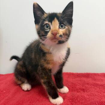 Lady Loaf -  Domestic Short Hair Cat for Adoption in Clavet, Saskatchewan - Lady Loaf | PetCurious