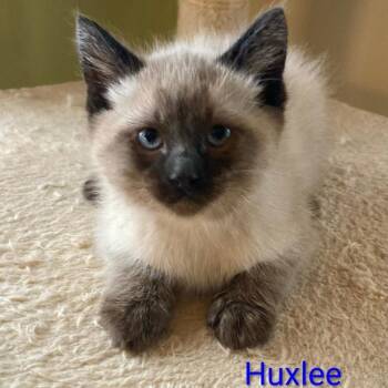 Domestic Short Hair and Siamese Cats Available for Adoption in Grand Rapids, Minnesota - Huxlee | PetCurious