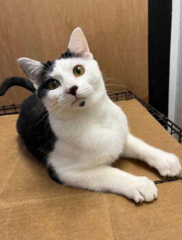 Rescue Domestic Short Hair Cats for Adoption in Kansas City, Missouri - ***Clemems*** CL | PetCurious