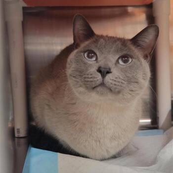 Astronaut -  Domestic Short Hair Cat for Adoption in Salt Lake City, Utah - Astronaut | PetCurious