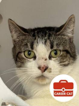 Rescue Domestic Short Hair Cats for Adoption in Roseville, California - Ruin | PetCurious