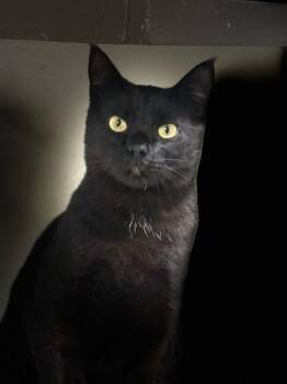 Kanye -  Domestic Short Hair Cat for Adoption in Parlier, California - Kanye | PetCurious
