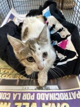 DIPPIN DOTS -  Domestic Short Hair Cat for Adoption in San Antonio, Texas - DIPPIN DOTS | PetCurious