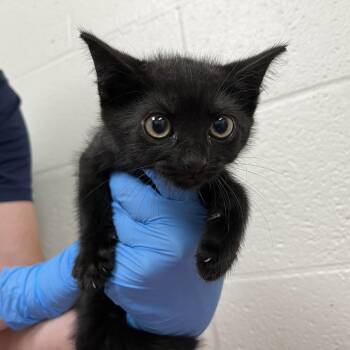 SVAS-Stray-39060 -  Domestic Short Hair Cat for Adoption in Lyndhurst, Virginia - SVAS-Stray-39060 | PetCurious