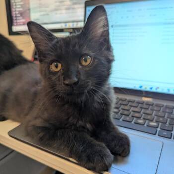 Sam Winchester -  Domestic Medium Hair Cat for Adoption in Durham, North Carolina - Sam Winchester | PetCurious