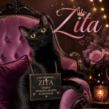Zita -  Domestic Short Hair Cat Available for Adoption in Boston, Massachusetts - Zita | PetCurious