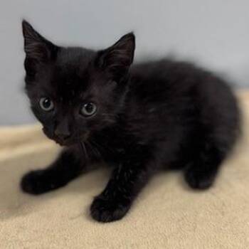 Crow -  Domestic Short Hair Cat for Adoption in New York, New York - Crow | PetCurious