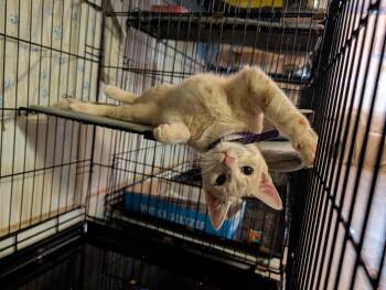 Sneezy -  Domestic Short Hair Cat for Adoption in Rocky Ridge, Maryland - Sneezy | PetCurious