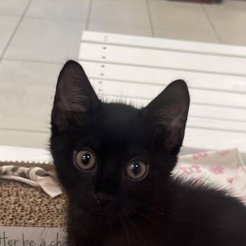 Tennessee -  Domestic Short Hair Cat for Adoption in West Palm Beach, Florida - Tennessee | PetCurious