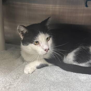 Mario -  Domestic Short Hair Cat for Adoption in Philadelphia, Pennsylvania - Mario | PetCurious