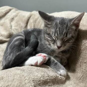 Rescue Domestic Short Hair Cats for Adoption in San Jose, California - Orange Aka Goliath | PetCurious