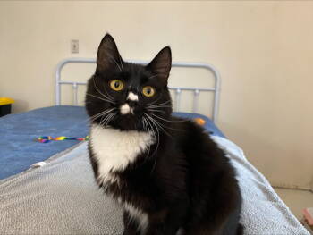 Rescue Domestic Short Hair Cats for Adoption in Bothell, Washington - Lorelei | PetCurious