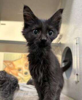 Kindle -  Domestic Medium Hair and Domestic Short Hair Cat for Adoption in New Orleans, Louisiana - Kindle | PetCurious