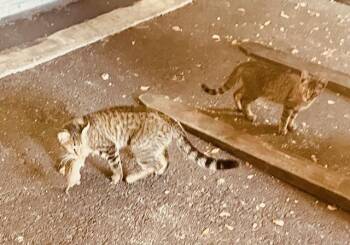 Rescue American Shorthair Cats for Adoption in Bertram, Texas - Job Seeker | PetCurious