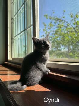 Domestic Short Hair Cats Available for Adoption in WDM, Iowa - Cyndi | PetCurious