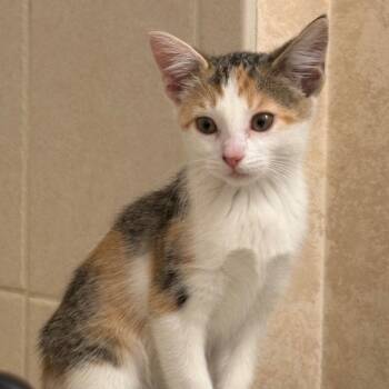 Rescue Domestic Short Hair Cats for Adoption in South Elgin, Illinois - Winnie | PetCurious