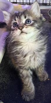 Rescue Domestic Medium Hair Cats for Adoption in Sunrise, Florida - Kittens | PetCurious