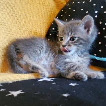 Sunny -  Domestic Short Hair Cat for Adoption in Jefferson City, Tennessee - Sunny | PetCurious