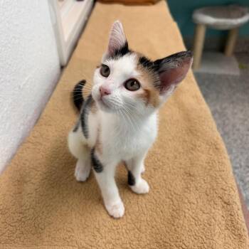 Pepper -  Domestic Short Hair Cat for Adoption in Fresno, California - Pepper | PetCurious