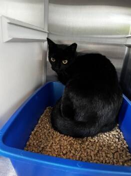 Domestic Short Hair Cats Available for Adoption in Pearland, Texas - UMBREON | PetCurious