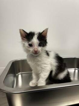 Moo Moo -  Domestic Long Hair and Domestic Short Hair Cat for Adoption in Roseville, California - Moo Moo | PetCurious