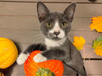 Rescue Domestic Short Hair Cats for Adoption in Chandler, Arizona - Andrea | PetCurious