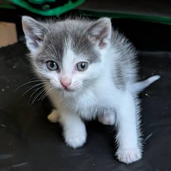 Darcy -  Domestic Short Hair Cat for Adoption in Springfield, Illinois - Darcy | PetCurious