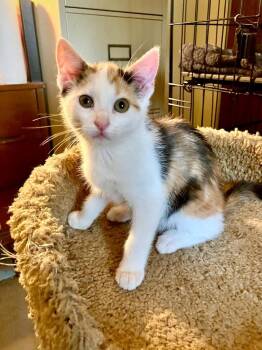 Mochi -  Domestic Short Hair Cat for Adoption in Milton, Delaware - Mochi | PetCurious