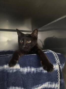 Galactus -  Domestic Short Hair Cat for Adoption in Morristown, New Jersey - Galactus | PetCurious