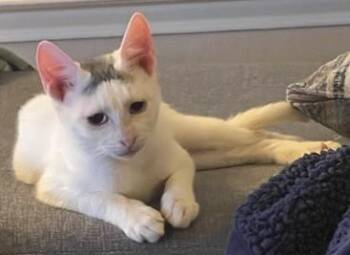 American Shorthair Cats Available for Adoption in Schertz, Texas - Cipriano (SH) | PetCurious