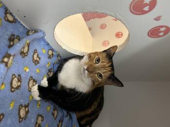 Calli -  Domestic Short Hair Cat for Adoption in Honolulu, Hawaii - Calli | PetCurious