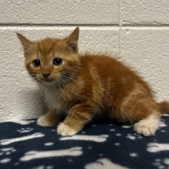 Pharaoh -  Domestic Short Hair Cat for Adoption in New York, New York - Pharaoh | PetCurious