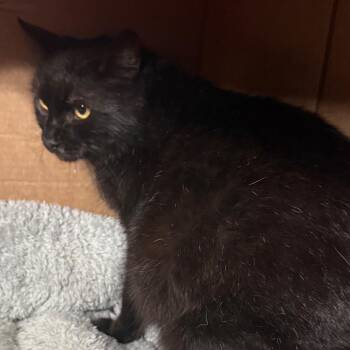 Snowball -  Domestic Short Hair Cat Available for Adoption in Dixon, Illinois - Snowball | PetCurious