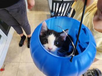 Freya -  Domestic Short Hair Cat for Adoption in San Diego, California - Freya | PetCurious
