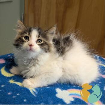 Domestic Medium Hair Cats Available for Adoption in Toledo, Ohio - Trinket | PetCurious