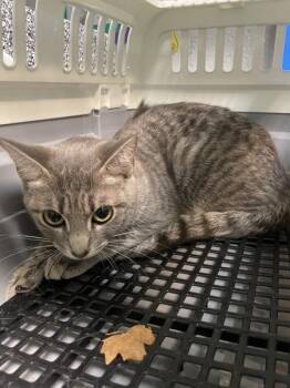 Handspring -  Domestic Short Hair Cat for Adoption in New York, New York - Handspring | PetCurious
